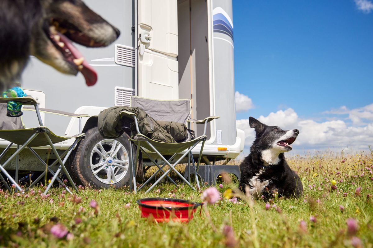 Dog-Friendly Holidays in Your Caravan, Motorhome or Campervan - Bailey ...